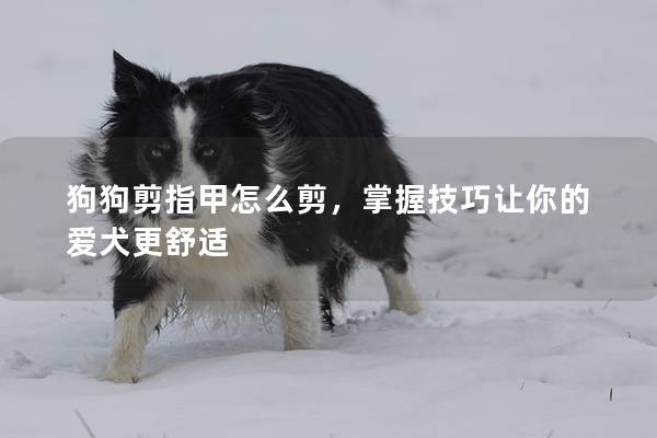 狗狗剪指甲怎么剪，掌握技巧让你的爱犬更舒适