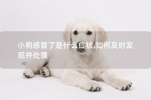 小狗感冒了是什么症状,如何及时发现并处理