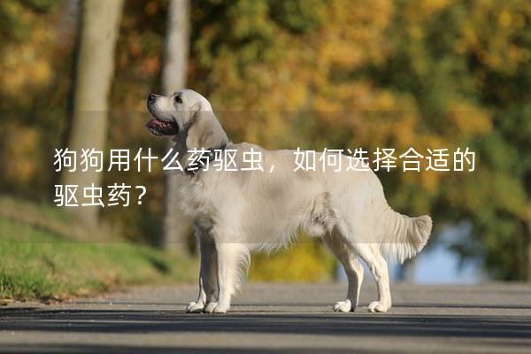 狗狗用什么药驱虫，如何选择合适的驱虫药？