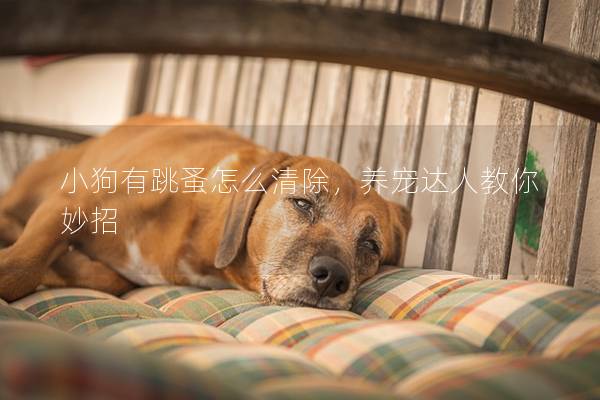 小狗有跳蚤怎么清除，养宠达人教你妙招