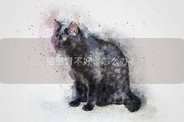 猫肠胃不好，怎么办？