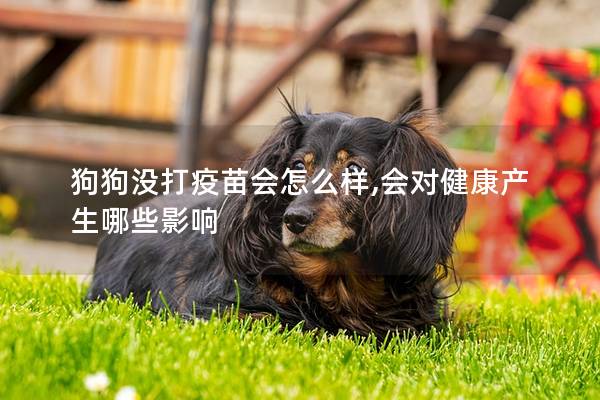 狗狗没打疫苗会怎么样,会对健康产生哪些影响