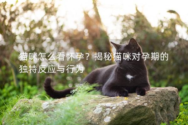 猫咪怎么看怀孕？揭秘猫咪对孕期的独特反应与行为