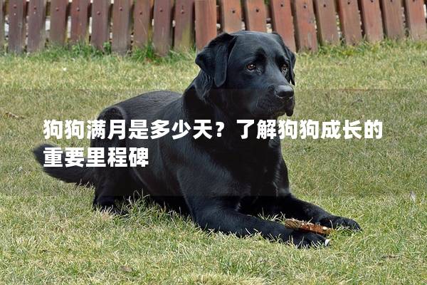狗狗满月是多少天？了解狗狗成长的重要里程碑