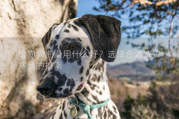 给狗狗洗澡用什么好？选择合适洗护产品的指南