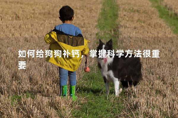 如何给狗狗补钙，掌握科学方法很重要