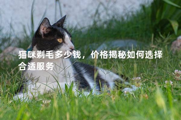 猫咪剃毛多少钱，价格揭秘如何选择合适服务