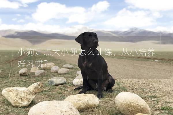 小狗定点大小便怎么训练，从小培养好习惯？