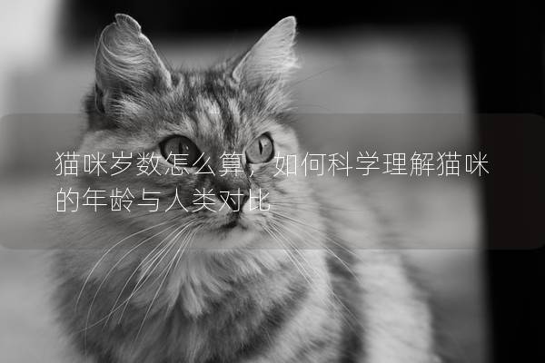 猫咪岁数怎么算，如何科学理解猫咪的年龄与人类对比