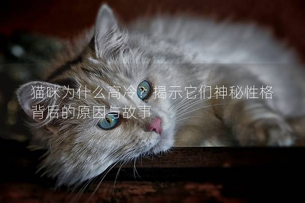 猫咪为什么高冷？揭示它们神秘性格背后的原因与故事