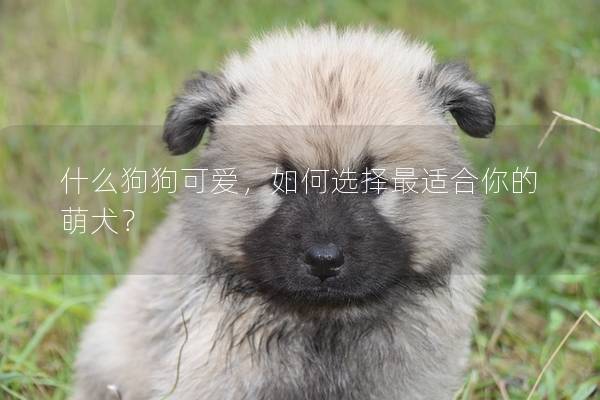 什么狗狗可爱，如何选择最适合你的萌犬？