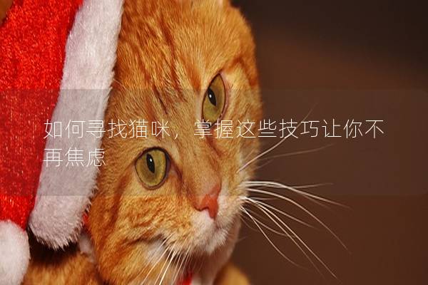 如何寻找猫咪，掌握这些技巧让你不再焦虑