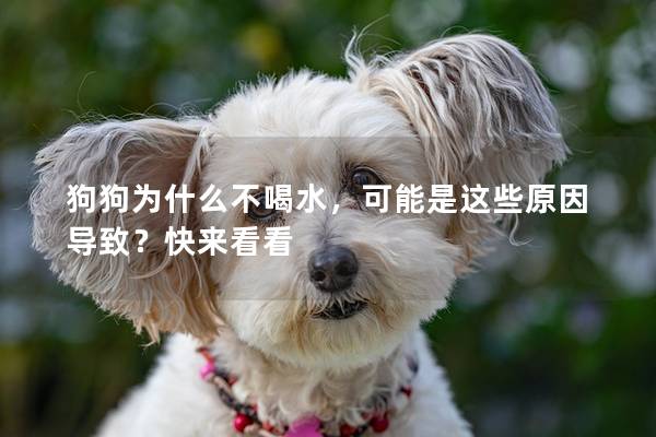 狗狗为什么不喝水，可能是这些原因导致？快来看看