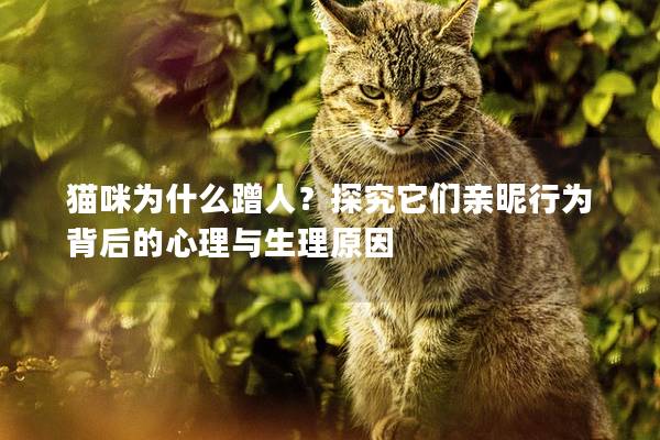 猫咪为什么蹭人？探究它们亲昵行为背后的心理与生理原因