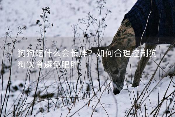 狗狗吃什么会长胖？如何合理控制狗狗饮食避免肥胖