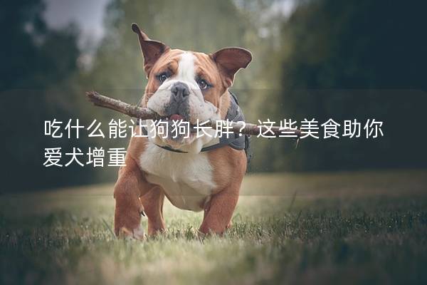 吃什么能让狗狗长胖？这些美食助你爱犬增重