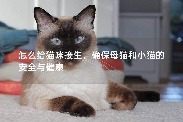 怎么给猫咪接生，确保母猫和小猫的安全与健康