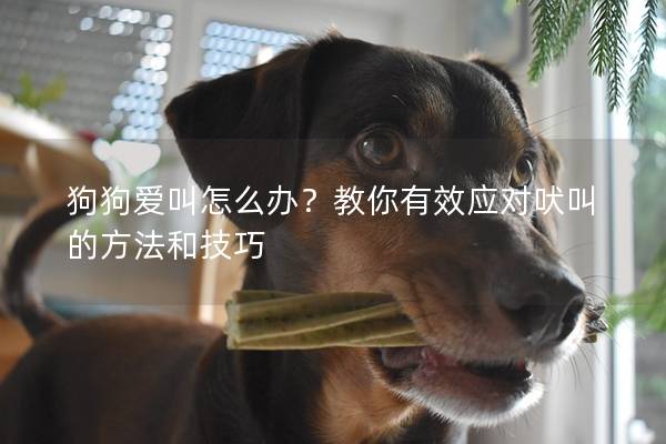 狗狗爱叫怎么办？教你有效应对吠叫的方法和技巧