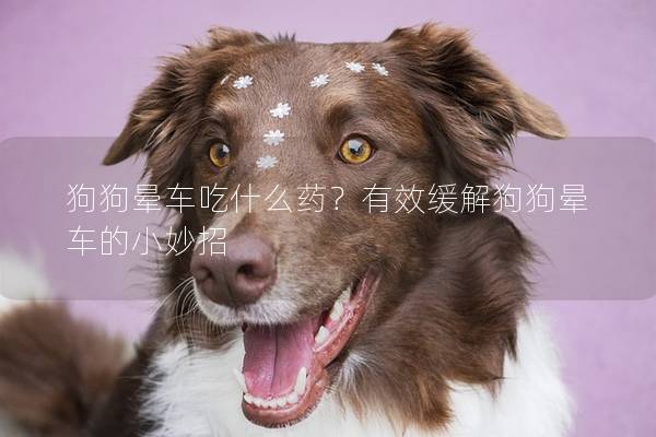 狗狗晕车吃什么药？有效缓解狗狗晕车的小妙招