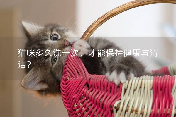猫咪多久洗一次，才能保持健康与清洁？