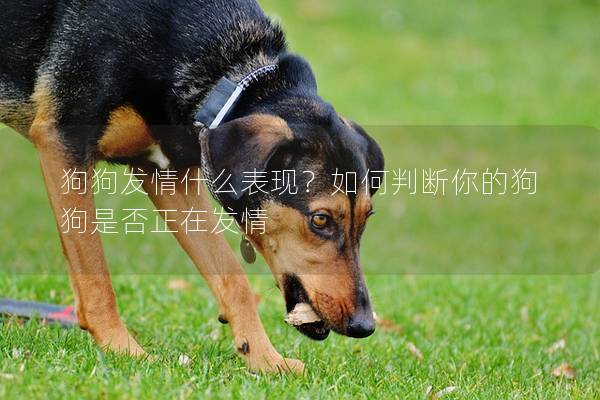 狗狗发情什么表现？如何判断你的狗狗是否正在发情