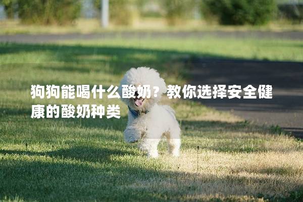 狗狗能喝什么酸奶？教你选择安全健康的酸奶种类