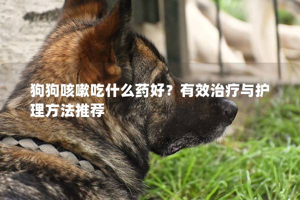 狗狗咳嗽吃什么药好？有效治疗与护理方法推荐