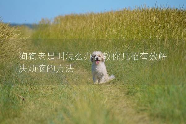 狗狗老是叫怎么办？教你几招有效解决烦恼的方法