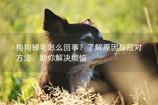 狗狗掉毛怎么回事？了解原因与应对方法，助你解决烦恼