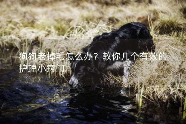狗狗老掉毛怎么办？教你几个有效的护理小窍门