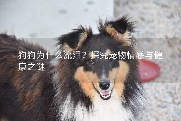 狗狗为什么流泪？探究宠物情感与健康之谜