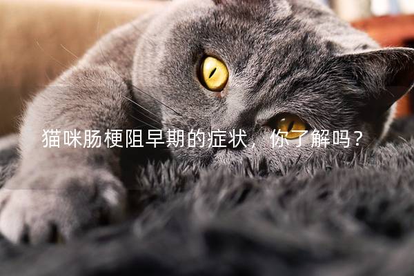 猫咪肠梗阻早期的症状，你了解吗？