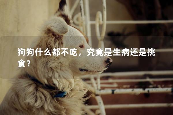 狗狗什么都不吃，究竟是生病还是挑食？