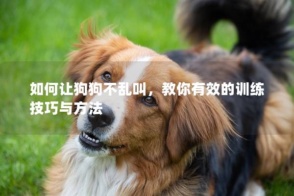 如何让狗狗不乱叫，教你有效的训练技巧与方法