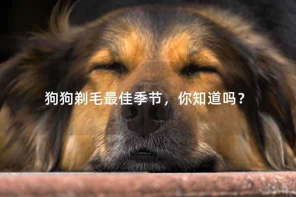 狗狗剃毛最佳季节，你知道吗？