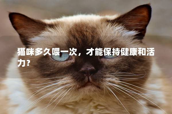 猫咪多久喂一次，才能保持健康和活力？