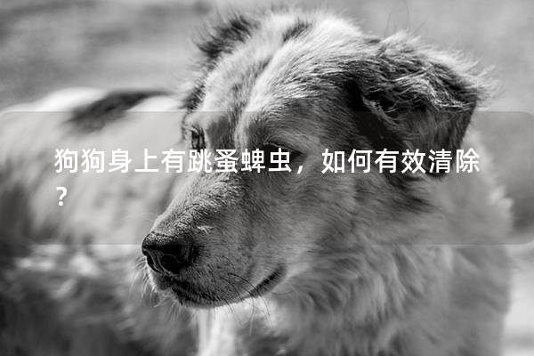 狗狗身上有跳蚤蜱虫，如何有效清除？