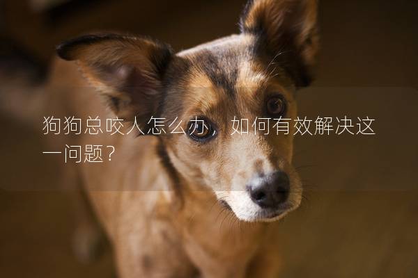狗狗总咬人怎么办，如何有效解决这一问题？