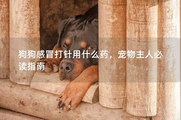 狗狗感冒打针用什么药，宠物主人必读指南