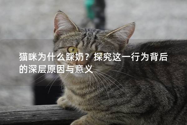 猫咪为什么踩奶？探究这一行为背后的深层原因与意义