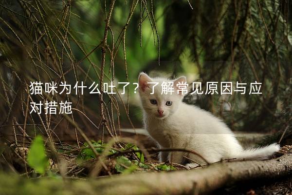 猫咪为什么吐了？了解常见原因与应对措施