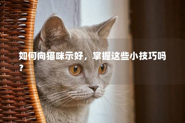 如何向猫咪示好，掌握这些小技巧吗？