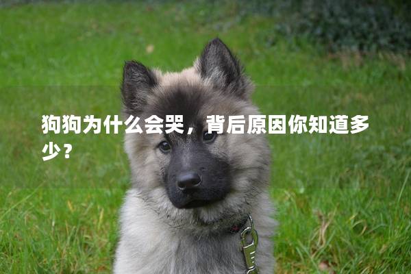 狗狗为什么会哭，背后原因你知道多少？