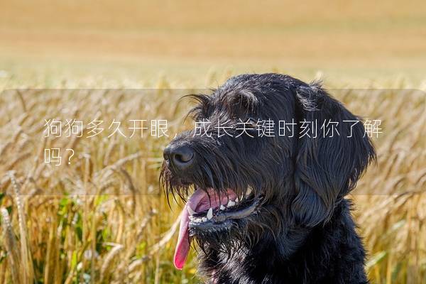 狗狗多久开眼，成长关键时刻你了解吗？