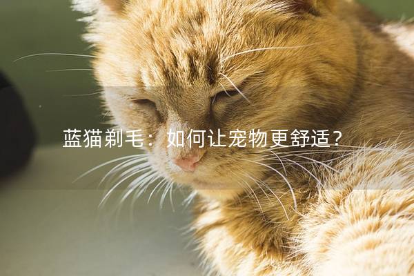 蓝猫剃毛：如何让宠物更舒适？