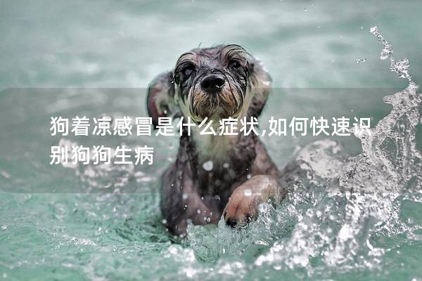狗着凉感冒是什么症状,如何快速识别狗狗生病