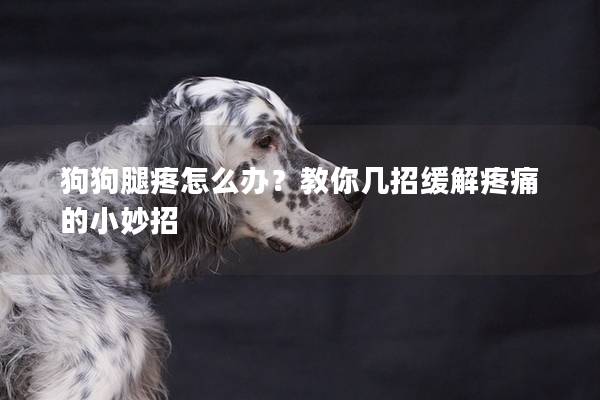 狗狗腿疼怎么办？教你几招缓解疼痛的小妙招