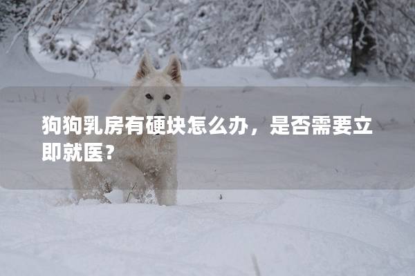 狗狗乳房有硬块怎么办，是否需要立即就医？