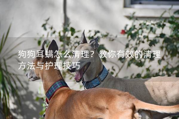 狗狗耳螨怎么清理？教你有效的清理方法与护理技巧