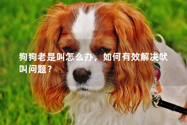 狗狗老是叫怎么办，如何有效解决吠叫问题？